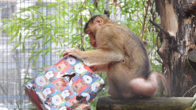 Снимка: Приматите в столичния зоопарк получиха коледни подаръци (СНИМКИ)