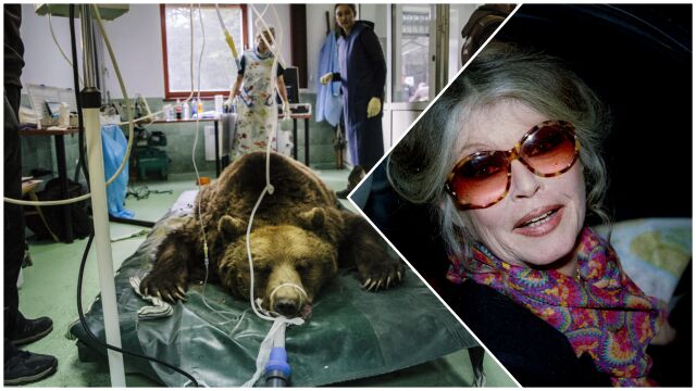 Брижит Бардо създаде парка за реадаптация на танцуващи мечки в България