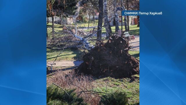 Паднало дърво блокира вход на блок в „Люлин“, 10 ели са изкоренени в центъра на Добринище