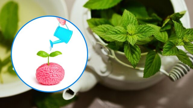 Снимка: Научно доказано: Mентата активира мозъка и подобрява паметта