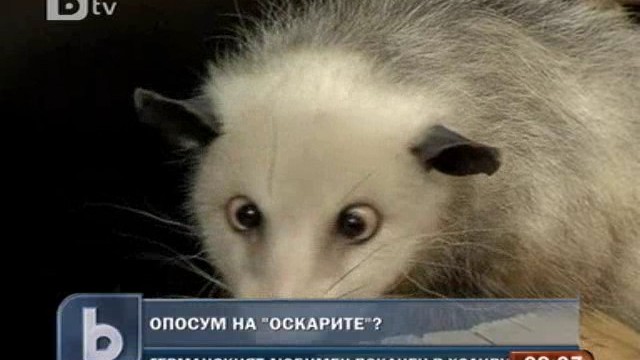 Снимка: Опосумът Хайди получи покана за раздаването на Оскарите 