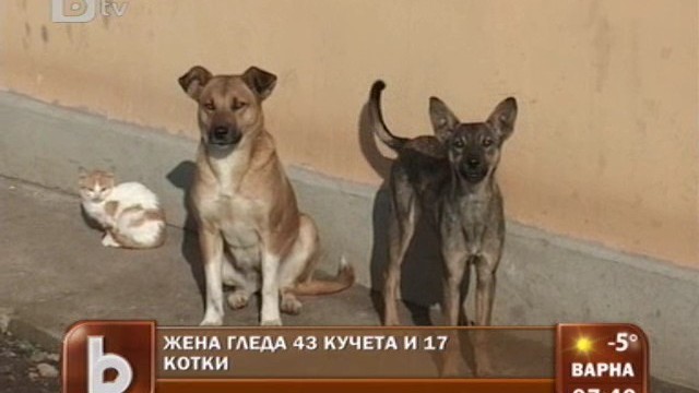 Снимка: Говорещата с кучета 