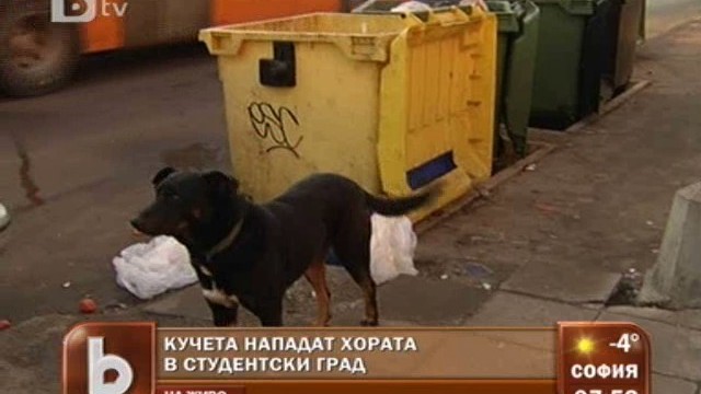 Снимка: София се спасява от уличните кучета - през 2014 година