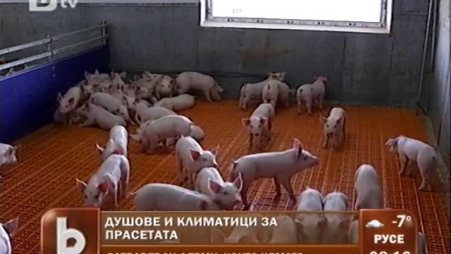 Снимка: Играчки за прасетата, за да не се изяждат