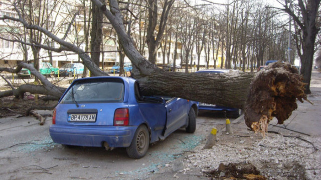 Снимка: Дърво премаза автомобил във Враца