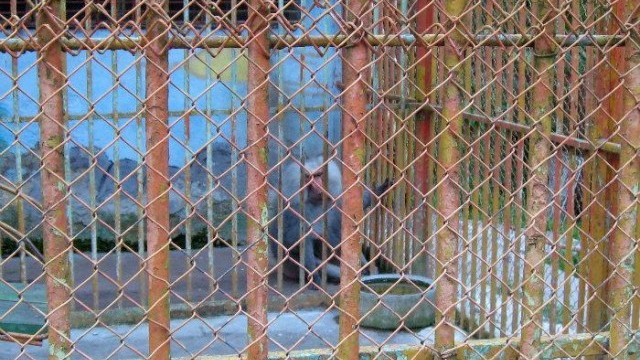 Снимка: Зоопаркът в Шумен - пред закриване