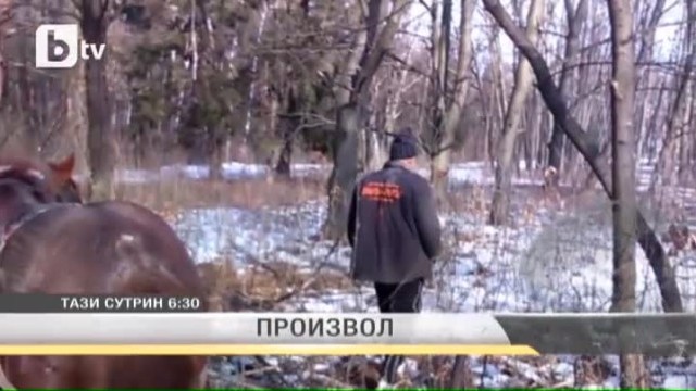 Снимка: Поголовна сеч в Западния парк. Защо от години никой не спира унищожаването на гората?