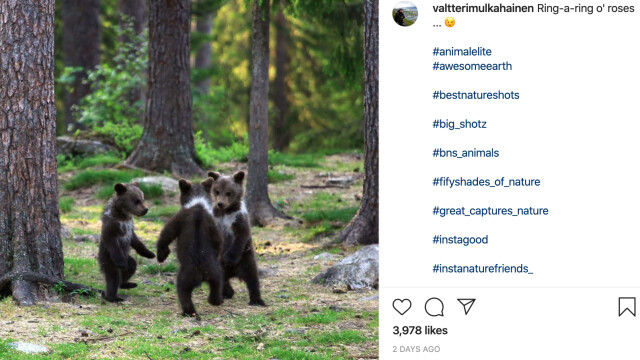 Снимка: Фотограф засне мечета, които „танцуват в кръг“ в гората (СНИМКИ)