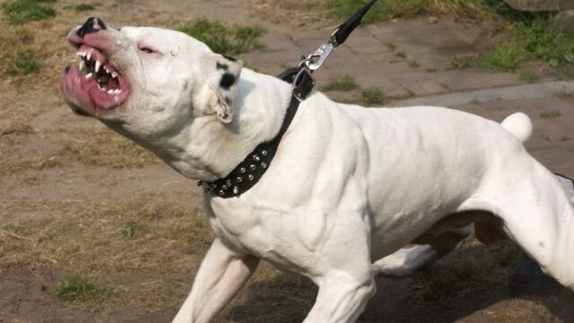 След вчерашния сигнал за агресивно куче в Стара Загора днес