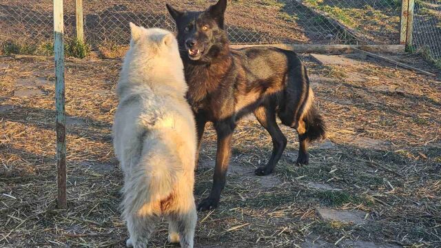 Рядък елземпляр на полярен вълк пристигна в зоопарка в Бургас