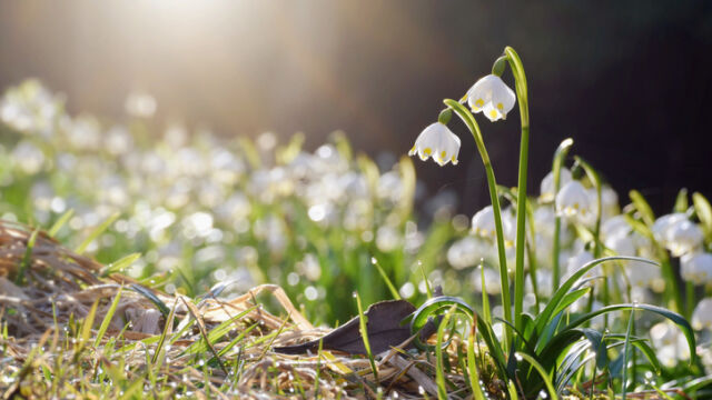Най ниските температури през март у нас ще са между минус 7 и минус 2