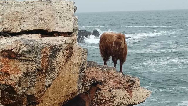 Спасиха две заклещени кози на скалите край Тюленово (СНИМКИ)