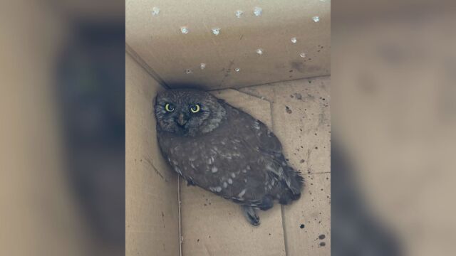 Снимка: Екип на РИОСВ-София спаси кукумявка, попаднала в комин