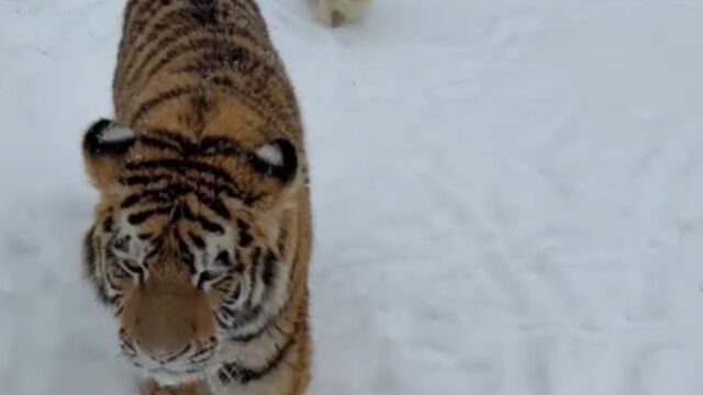 Снимка: Тигър се разхожда свободно в двор с други животни, стана хит в социалните мрежи (ВИДЕО)