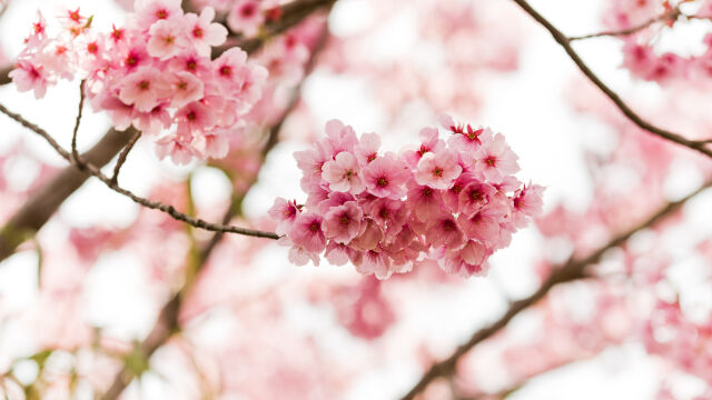 Снимка: Фестивалът на черешовия цвят в Япония е отменен… заради непристойно поведение на туристи