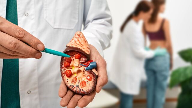 Снимка: Живот с един бъбрек: Може ли да живеете дълго и има ли специална диета