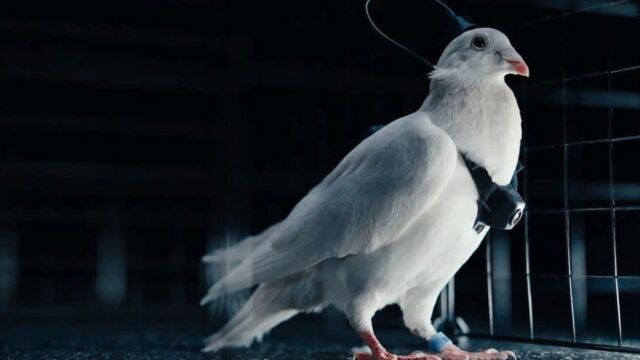 Снимка: Гълъби с чип в мозъка: Руски стартъп тества „живи дронове“ с военно приложение