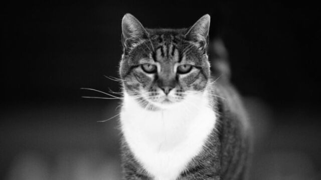 Снимка: Баскетболът в траур. Почина котката Любица!