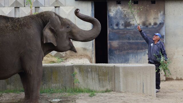 Почина дългогодишният гледач на слоновете в зоопарка в София