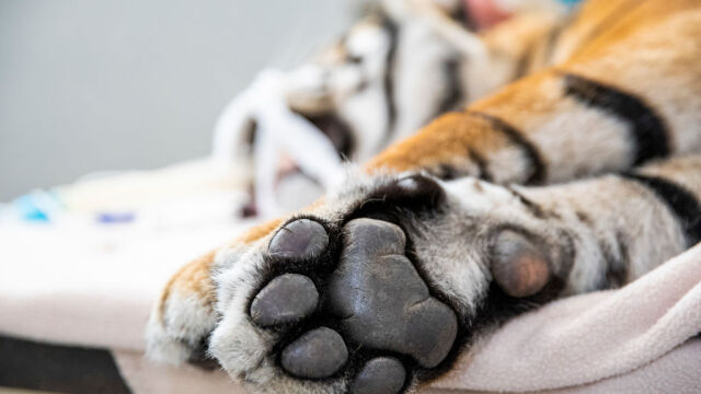 Снимка: Арестуваха двама виетнамци заради замразени тела на тигри