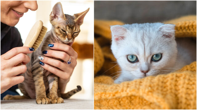 Снимка: Денят на котката: Кой реши, че 17 февруари е празникът на мъркащите любимци? (СНИМКИ)