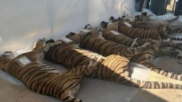 Снимка: 72 тигъра умряха в увеселителен парк