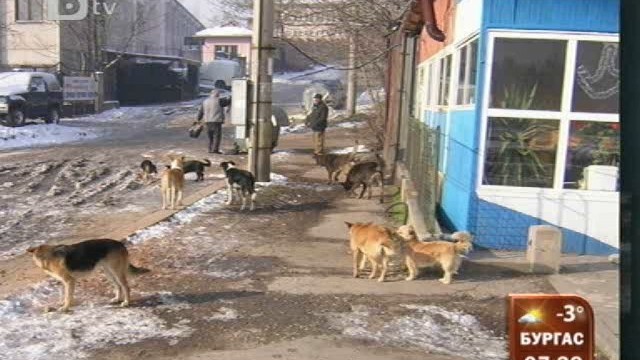 Снимка: Глутници кучета нападат в столични квартали