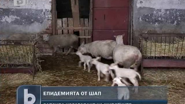 Снимка: Забраниха животинските пазари заради заразата от шап
