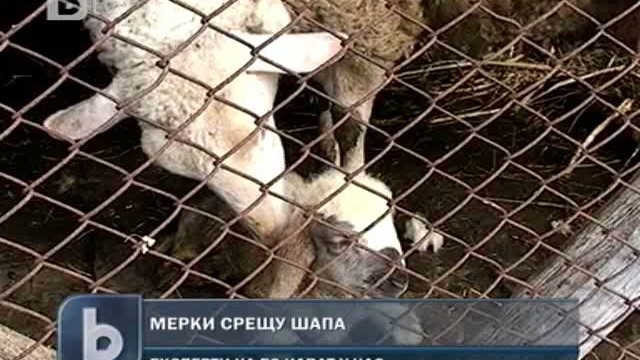 Снимка: Ограничават движението на животни в пет области