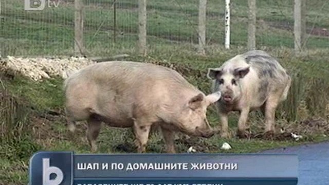 Снимка: Откриха шап и по домашните животни 