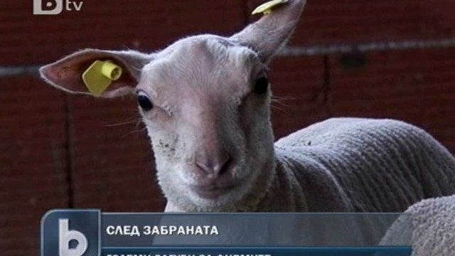Снимка: Европейските страни подкрепят взетите мерки срещу шапа в България