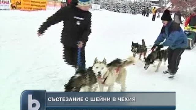 Снимка: Любители на гонките с кучешки впрягове се събраха в Чехия 