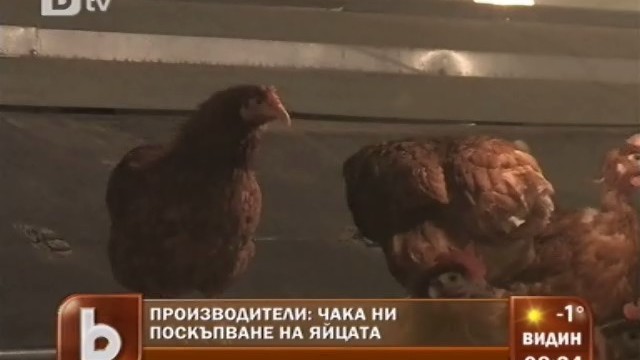 Снимка: Ще поскъпнат ли яйцата заради новите евростандарти?