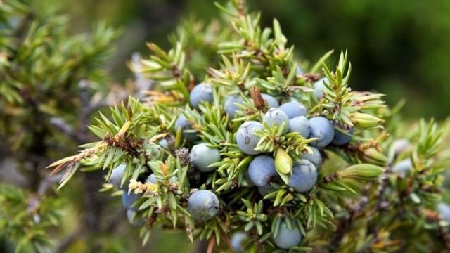 Снимка: Хвойново масло при стрес и потиснатост