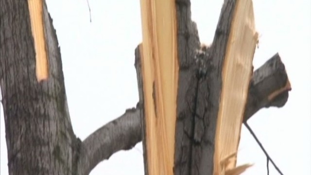 Снимка: Бракониери нападат с вериги горски служители в Самоков