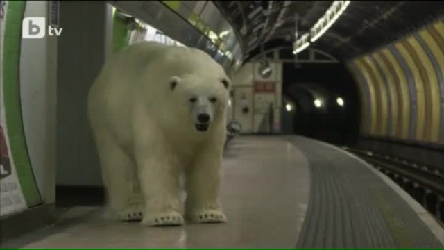 Снимка: Бяла мечка на свобода стресна лондончани (ВИДЕО)