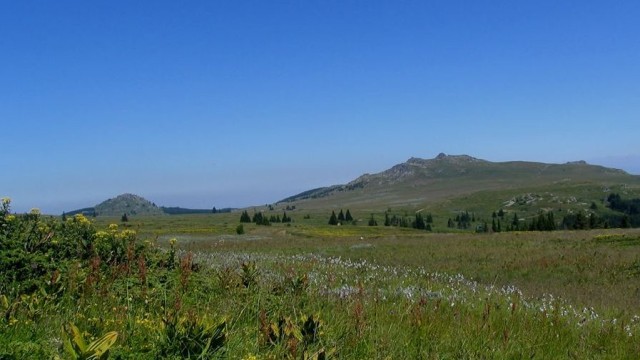 Снимка: Десетина мечки живеят на Витоша