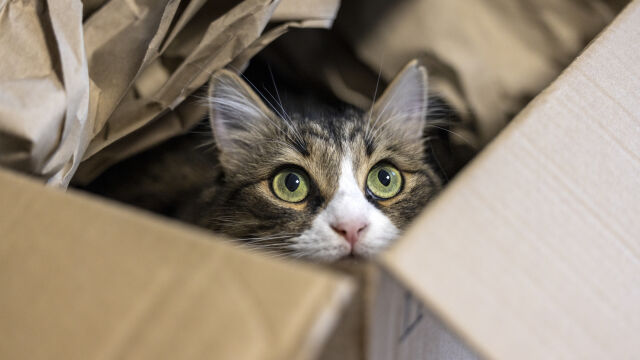 Снимка: След видео в интернет: Прокуратурата в Ямбол се самосезира за жестокост към котка, прегазена от кола