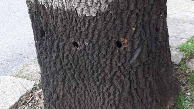 Снимка: Посегателство срещу природата: 60-годишно дърво е било умишлено увредено 