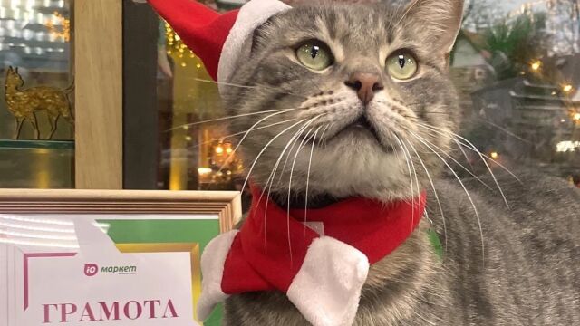 Снимка: Уволниха котка от магазин след донос в Русия (СНИМКИ)