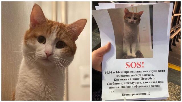 Снимка: Кондукторка изхвърли котка от влак и я обрече на смърт; хиляди искат оставката й (ВИДЕО)
