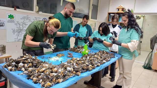 Снимка: Стотици птици загинаха в новогодишната 
