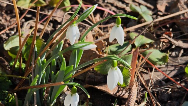 Снимка: Първите кокичета цъфнаха в града на розите