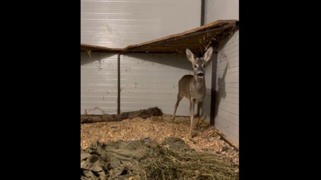 Снимка: Сърна, нападната от хищници, е спасена и излекувана в зоопарка в Бургас (ВИДЕО)