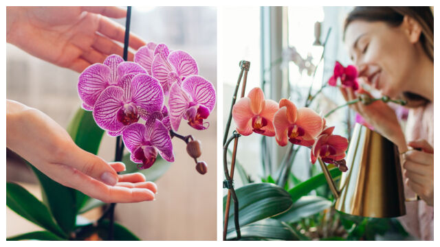 Снимка: Орхидеите ще развият великолепни цветове, ако избягваме тези три често срещани грешки