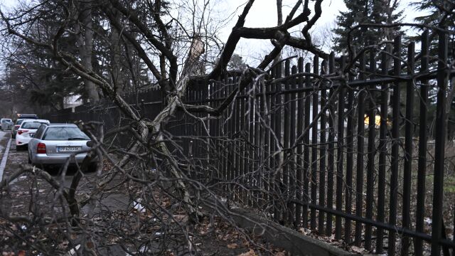 Снимка: Дърво падна върху оградата на детска градина в София (СНИМКИ)