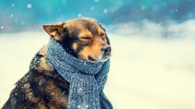 Снимка: Колко време кучето може да остане навън при минусови температури