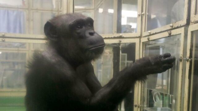 Снимка: Почина Ай - едно от най-умните шимпанзета, което можеше да рисува и смята