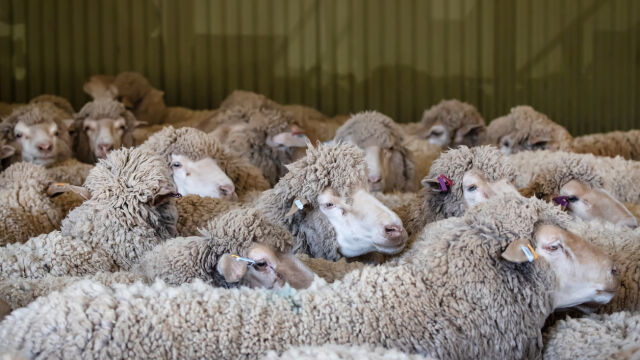 Снимка: Двама българи опитали да превозят незаконно овце от Гърция в багажник