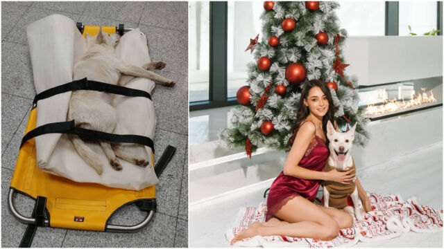 Снимка: Валерия от „Ергенът“ с разтърсваща история за осакатеното куче Айс (СНИМКИ)